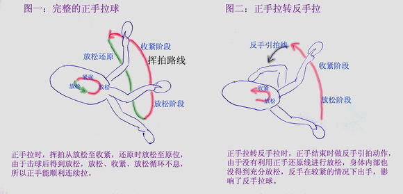 乒乓球技术：正手弧圈和反手弧圈可兼得吗？