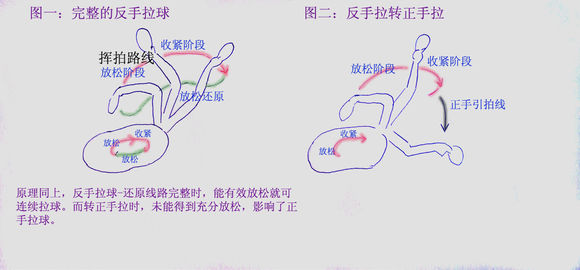 乒乓球技术：正手弧圈和反手弧圈可兼得吗？